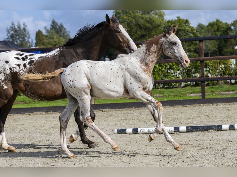 Appaloosa Stallion Foal (05/2025) Leopard-Piebald in Waddinxveen