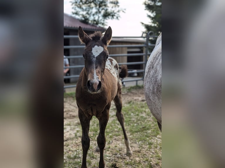 Appaloosa Stallion Foal (04/2024) Leopard-Piebald in Berching