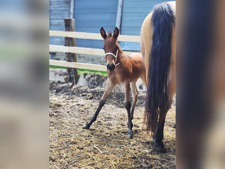 Appaloosa Stallion Foal (05/2026) Roan-Bay in Fehring Steiermark