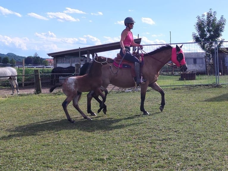 Appaloosa Stallion Foal (05/2026) Roan-Bay in Fehring Steiermark