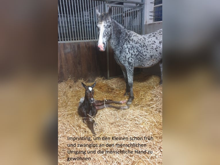 Appaloosa Stallion Foal (04/2024) Roan-Bay in Dörzbach