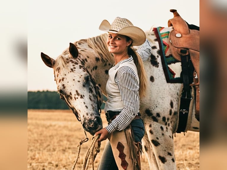 Appaloosa Stallion Leopard-Piebald in Kirtorf