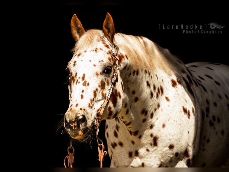 Appaloosa Stallion Leopard-Piebald in Kirtorf