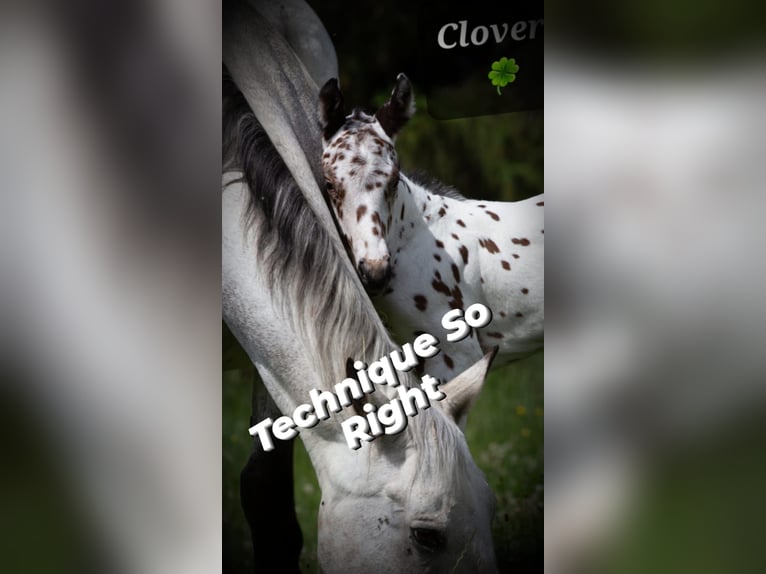 Appaloosa Stallion Leopard-Piebald in Kirtorf