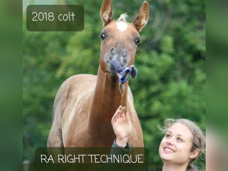 Appaloosa Stallion Leopard-Piebald in Kirtorf