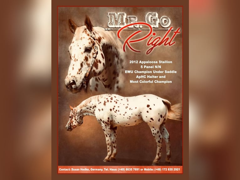 Appaloosa Stallion Leopard-Piebald in Kirtorf
