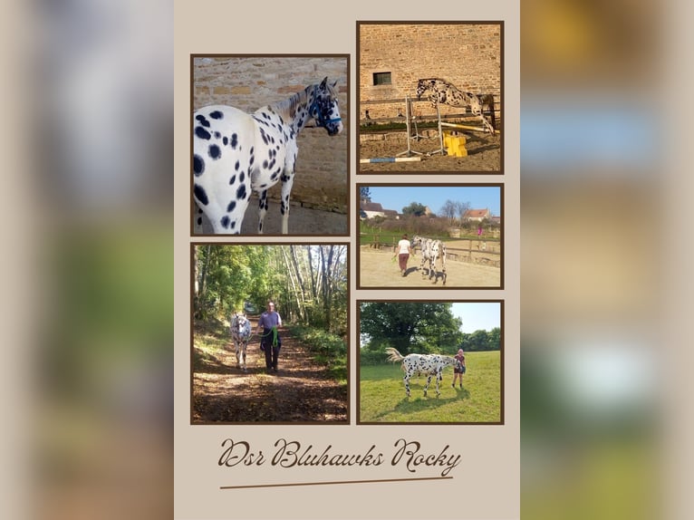 Appaloosa Stallion Leopard-Piebald in CERSOT Appaloosa Stallion Leopard-Piebald in CERSOT