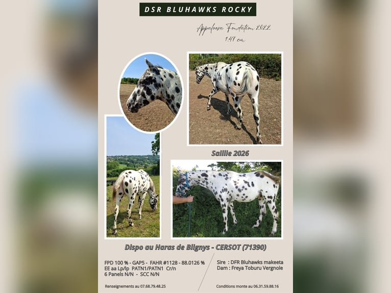 Appaloosa Stallion Leopard-Piebald in CERSOT Appaloosa Stallion Leopard-Piebald in CERSOT