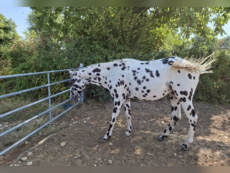 Appaloosa Stallion Leopard-Piebald in CERSOT