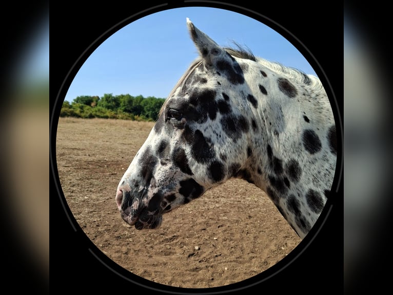 Appaloosa Stallion Leopard-Piebald in CERSOT