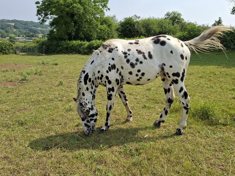 Appaloosa Stallion Leopard-Piebald in CERSOT