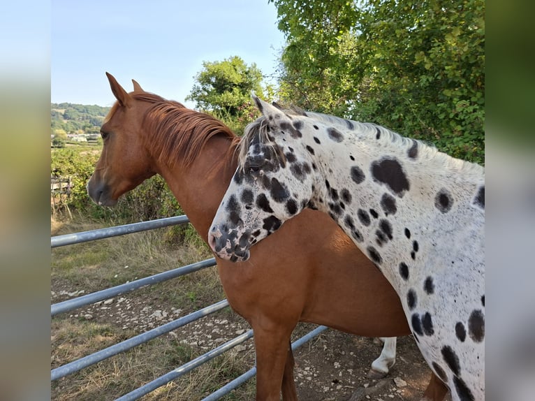 Appaloosa Stallion Leopard-Piebald in CERSOT