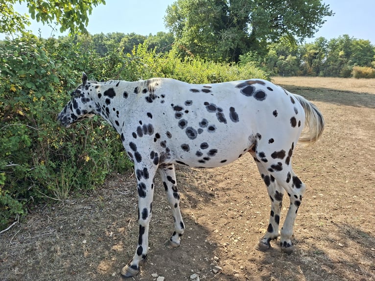 Appaloosa Stallion Leopard-Piebald in CERSOT