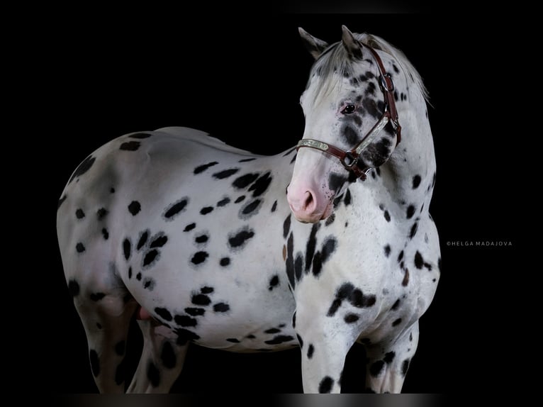 Appaloosa Stallion in Brno