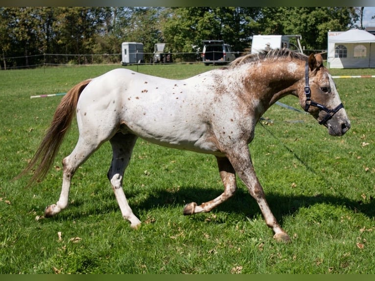 Appaloosa Stallion Roan-Bay in Pappenheim