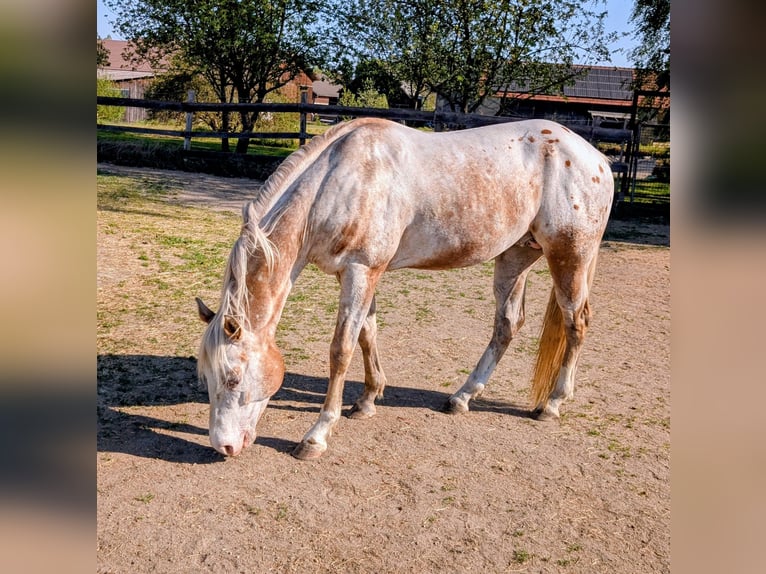 Appaloosa Stallone 10 Anni 158 cm Falbo in Brand