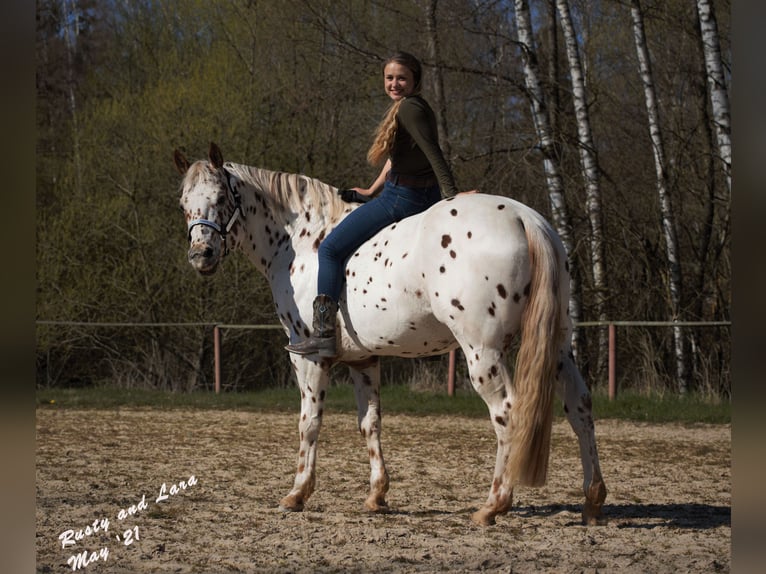 Appaloosa Stallone 14 Anni 163 cm Leopard in Kirtorf