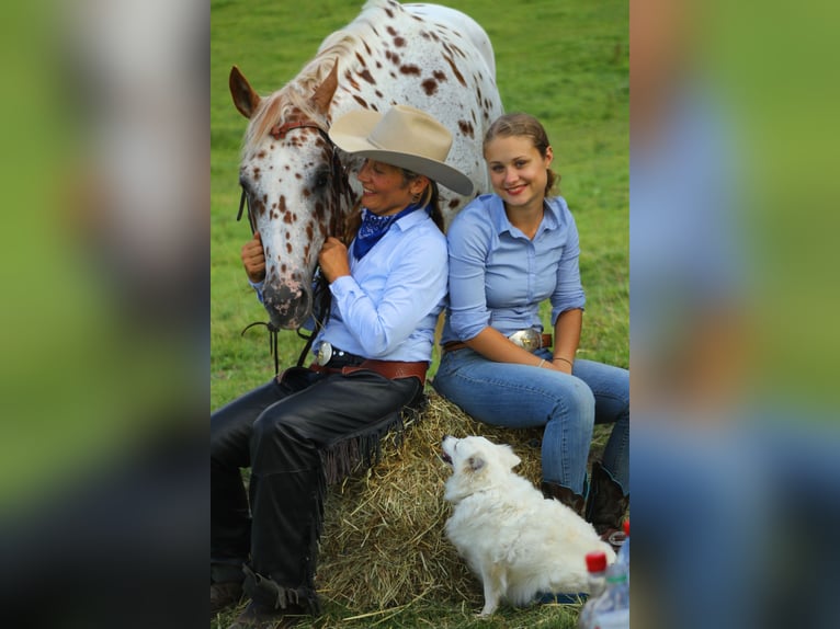 Appaloosa Stallone 14 Anni 163 cm Leopard in Kirtorf