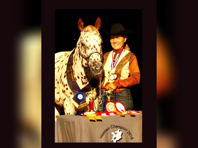 Appaloosa Stallone 14 Anni 163 cm Leopard in Kirtorf