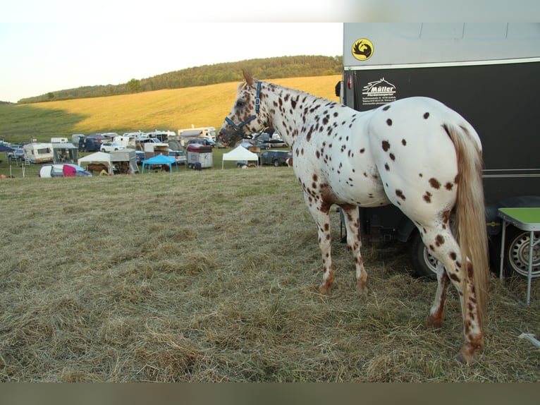 Appaloosa Stallone 14 Anni 163 cm Leopard in Kirtorf