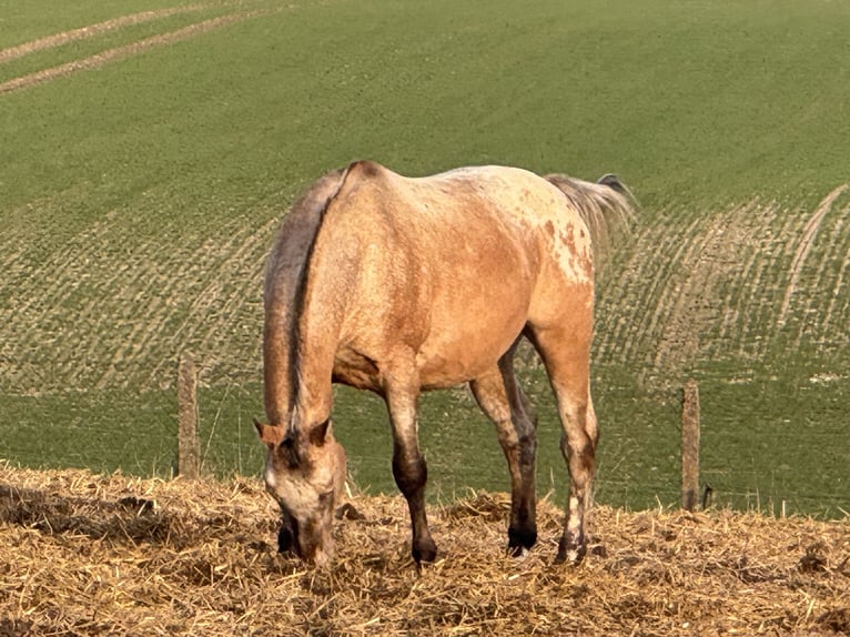 Appaloosa Stallone 15 Anni 165 cm Roano rosso in Kaltohmfeld