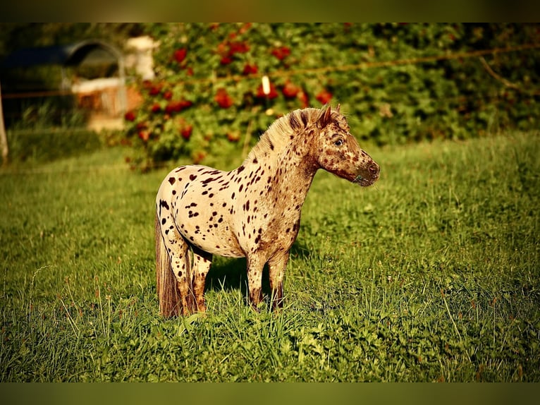 Appaloosa Stallone 18 Anni 87 cm Leopard in Möttingen