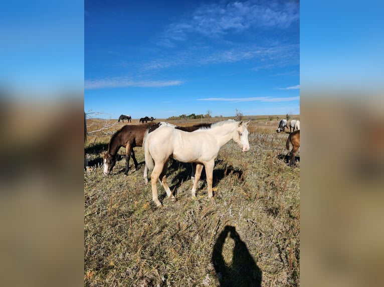 Appaloosa Stallone 1 Anno 122 cm Palomino in New England, ND