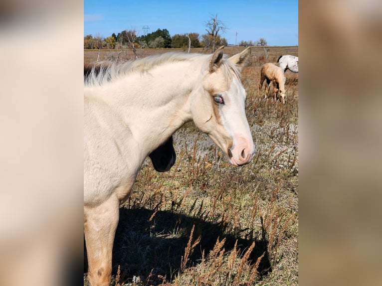 Appaloosa Stallone 1 Anno 122 cm Palomino in New England, ND
