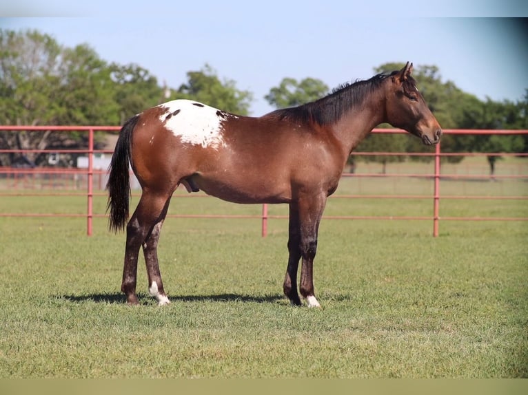 Appaloosa Stallone 1 Anno 142 cm Baio ciliegia in Grand Saline