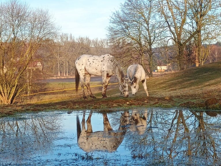 Appaloosa Stallone 1 Anno 145 cm Morello in Stašov