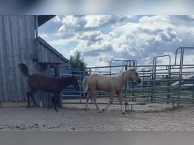 Appaloosa Stallone 1 Anno 154 cm Palomino in Neukirchen-Balbini