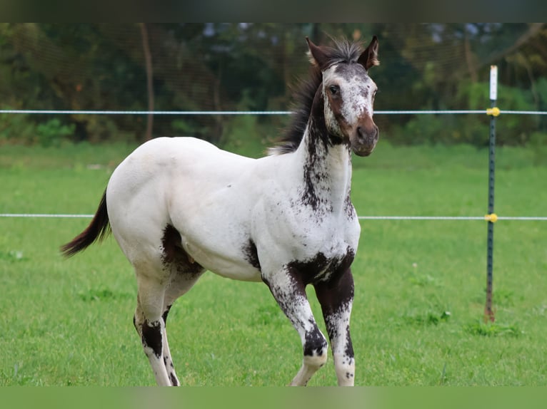 Appaloosa Stallone 1 Anno 155 cm Bianco in Pappenheim