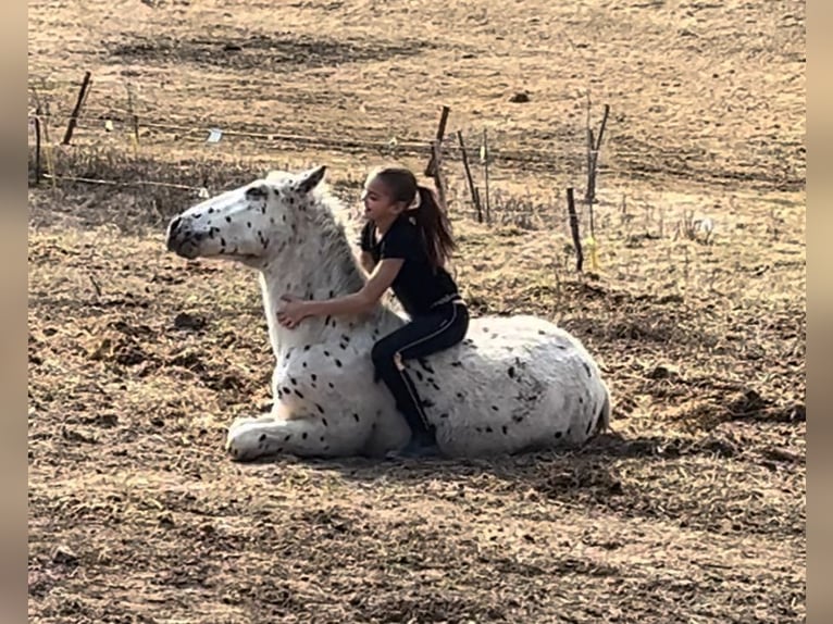 Appaloosa Stallone 1 Anno 155 cm Morello in Krupina