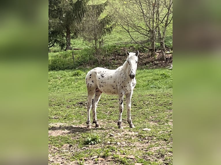 Appaloosa Stallone 1 Anno 155 cm Morello in Krupina