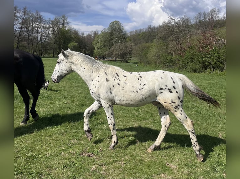 Appaloosa Stallone 1 Anno 155 cm Morello in Krupina