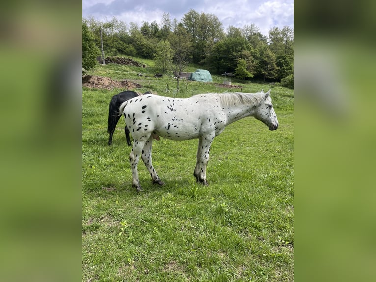 Appaloosa Stallone 1 Anno 155 cm Morello in Krupina