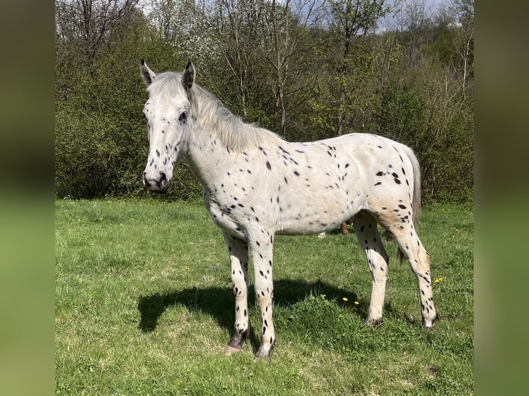 Appaloosa Stallone 1 Anno 155 cm Morello in Krupina