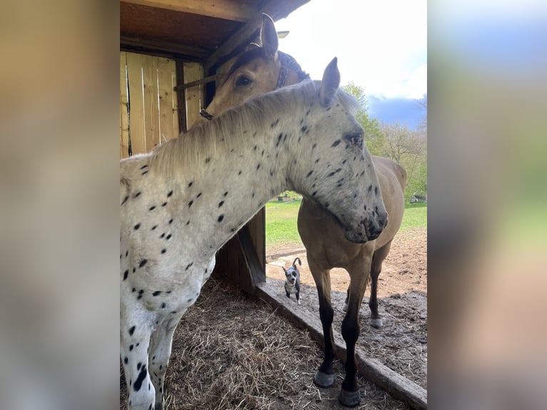 Appaloosa Stallone 1 Anno 155 cm Morello in Krupina