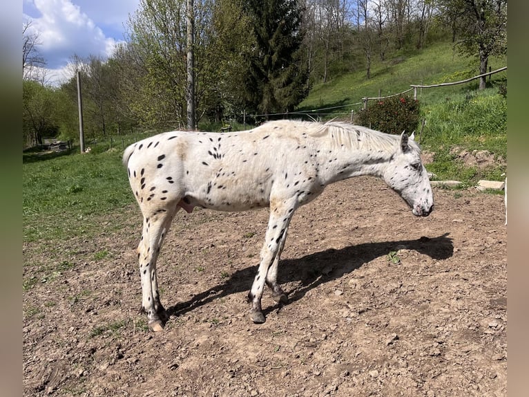 Appaloosa Stallone 1 Anno 155 cm Morello in Krupina