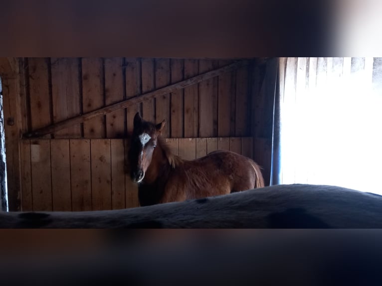 Appaloosa Stallone 1 Anno 156 cm Roano rosso in Freyung