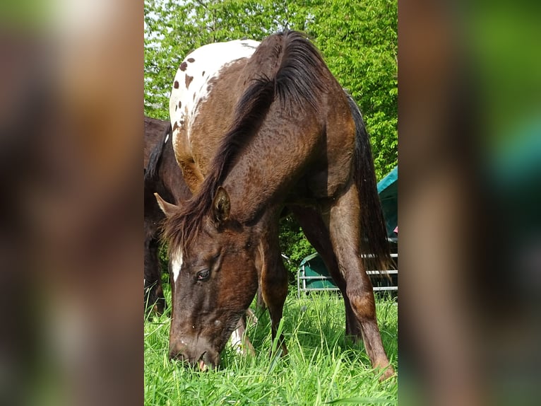 Appaloosa Stallone 1 Anno 157 cm Baio scuro in Warstein