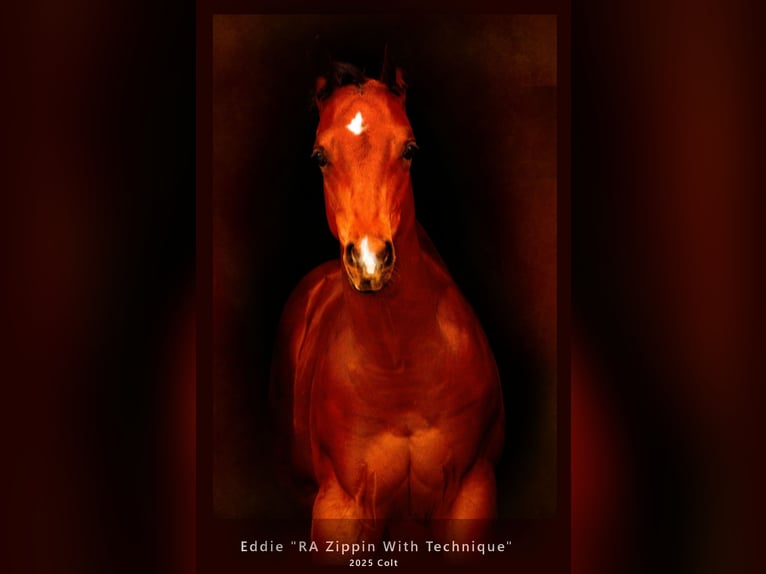 Appaloosa Stallone 1 Anno 160 cm Baio in Kirtorf