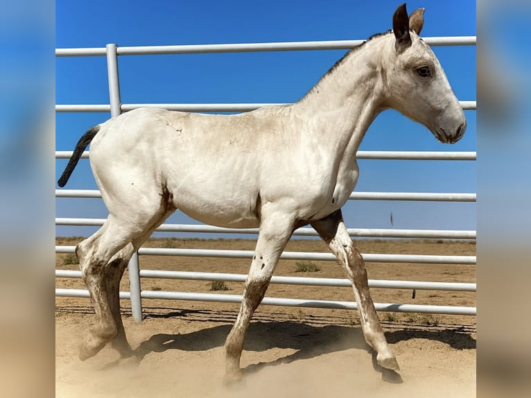 Appaloosa Stallone 1 Anno 165 cm Sauro in Bienvenida