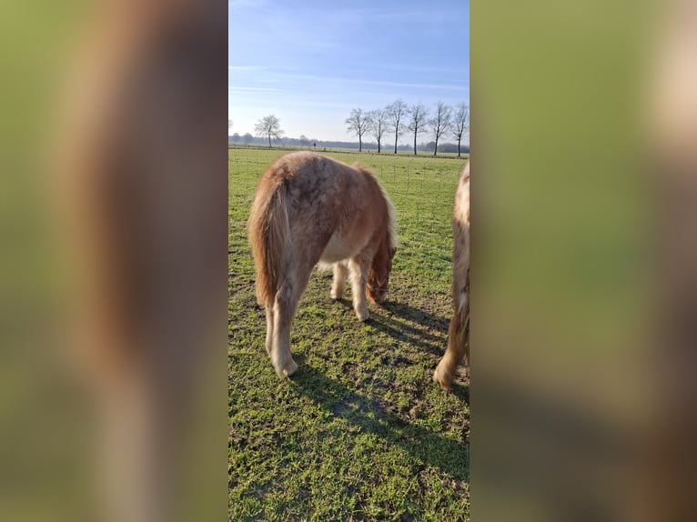 Appaloosa Stallone 1 Anno 90 cm Leopard in Eibergen