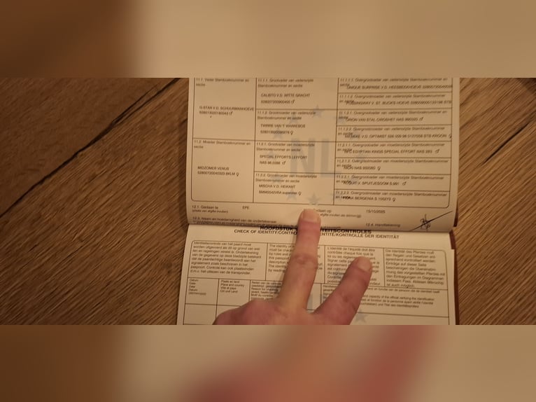 Appaloosa Stallone 1 Anno 90 cm Leopard in Eibergen