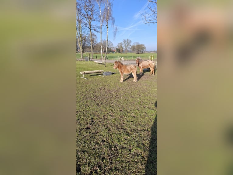 Appaloosa Stallone 1 Anno 90 cm Leopard in Eibergen