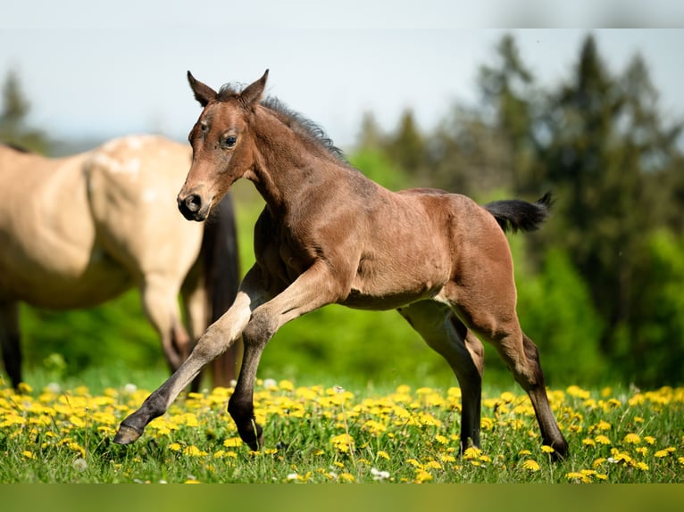 Appaloosa Stallone 1 Anno Baio nero in MechernichMechernich