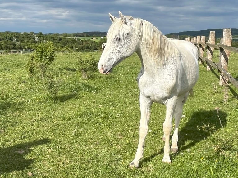 Appaloosa Stallone 1 Anno in Tišnov
