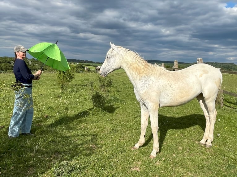 Appaloosa Stallone 1 Anno in Tišnov