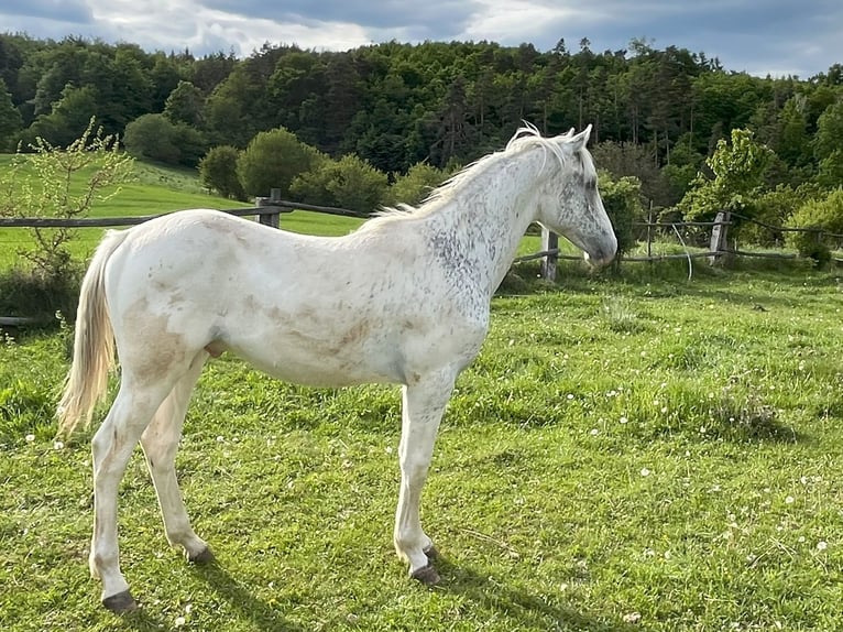 Appaloosa Stallone 1 Anno in Tišnov